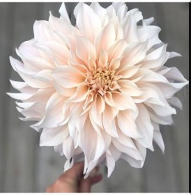 Resim Soğuklara Dayanıklı Dev Çiçekli Cafe Au Light Dahlia Yıldız Çiçeği Soğanı Yumrusu 1 Adet 