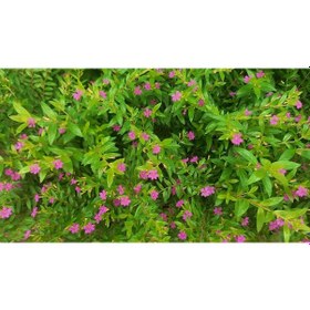 Resim KUFEYA CENNET ÇİÇEĞİ 10 ADET 