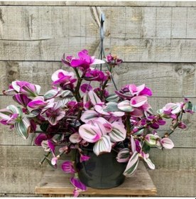 Resim Pembe Telgraf Çiçeği – Nanouk Telgraf Çiçeği 