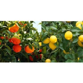 Resim Tüplü Aşılı Yediveren Mayer Limon + Kokulu King Mandalina Fidanı 