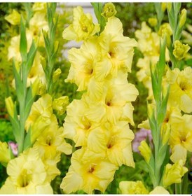 Resim Gladiolus Bnova Lux Glayör Çiçeği Soğanı 2 Adet 1 Adet 