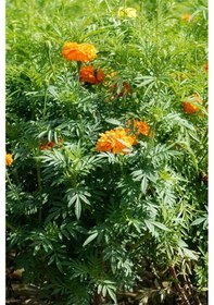 Resim Turuncu Kadife Çiçeği X 45 Ad 