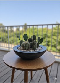 Resim Alba Home Decor Dekoratif sukulent kaktüs arajman saksı 
