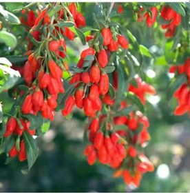 Resim Kırmızı Goji Berry Fidanı N11.908 
