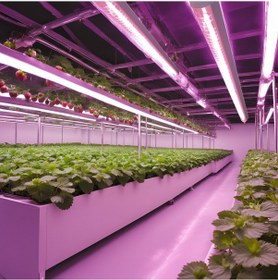 Resim Growlight Bitki Büyütme Ledi Quantum Seri 