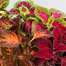 Resim Karışık Renkli Kolyos (Coleus) Yaprak Güzeli Çiçeği Tohumu (100 tohum) 