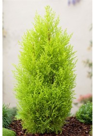 Resim Tüplü Limoni Servi Fidanı Boy 40- 60 Cm 
