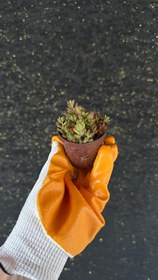 Resim NuNu By Jelly Bean Mini Sukulent (Sedum Rubrotinctum) - 6-10 cm 