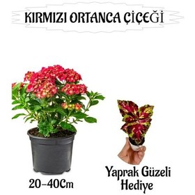 Resim Kırmızı Ortanca Çiçeği 1 Adet Saksılı+ Yaprak Güzeli Çiçeği Li 