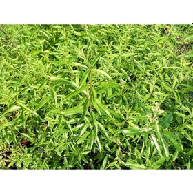 Resim Limon Melisa Bitkisi 3 Adet - Melissa Officinalis 