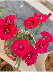 Resim Hüsnüyusuf Çiçeği Fidanı (Sweet William) Kırmızı Mini Saksılı 1 Adet 
