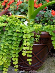 Resim Altın Kolye Çiçeği 1 Adet Sarı Çiçekli 30-40cm Lysimachia Nummulari 