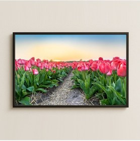 Resim Gün Doğumu Ve Pembe Lâle Bahçesi Manzara Dijital Pleksi Tablo 