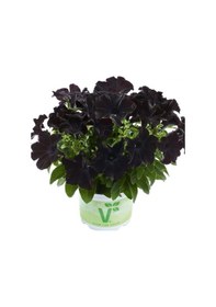 Resim Petunia Atkinsiana Back To Black Siyah Petunya Çiçeği Fidesi 1 Adet 