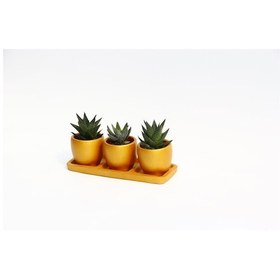 Resim TRİO ORANGE HEDİYELİK SUKULENT SETİ - Haworthia, Gasteria 