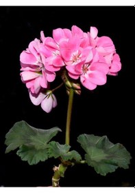 Resim Videolu 2 Adet Karışık Özel Sardunya Çiçeği Fidesi 10-20 Cm Tüplü Çiçekli Bodur Bitkiler Geranium 