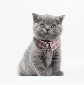 Resim Mavi Evcil Hayvan Yaka Papyon Kedi Ekose Ayarlanabilir Smokin Yaka Kediler Küçük Köpek Beyefendi Tarzı Kedi Boyun Tasması 56716316 