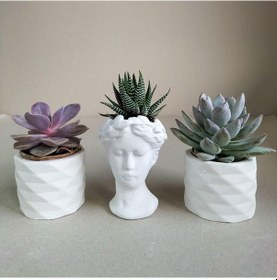 Resim Haworthia & Echeveria 3'lü Sukulent Seti | Helen Beyaz Seri 