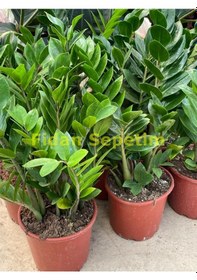 Resim Zamioculcas Zamifolia Zamia Çiçeği 30-40cm 