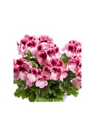 Resim Sınırlı Stok Nadir Renkler Aristo Romance Sardunya Canan Çiçeği Fidesi 1 Adet 