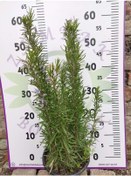 Resim Biberiye Canlı Bitkisi Rosemary, Iklil Aljabal 