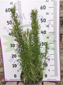 Resim Biberiye Canlı Bitkisi Rosemary, Iklil Aljabal 