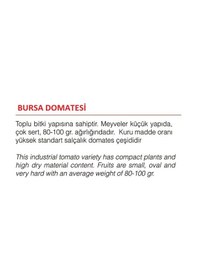 Resim Ata Tohumu Yerli Doğal Bursa Domatesi 100 Adet Tohum 