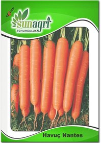 Resim Bykurt Sunagri Nan Tes Havuç Tohumu - A Vitamini Deposu Küt Uçlu Ve Yumuşak Dokulu 