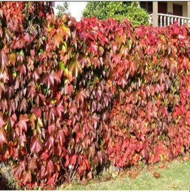 Resim Tüplü Amerikan Sarmaşığı Fidanı 30-50 Cm 