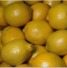 Resim Tüplü Aşılı Kara Limon Yaş 1-2 Boy 90-100Cm 