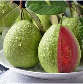 Resim Meyve Verir Durumda Saksıda Guava Meyve Fidanı Tüplü 