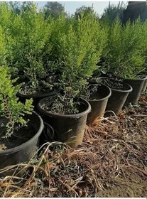 Resim Limon Selvi 10 Adet Kokulu Limon(Cupressus Macrocarpa Goldcrest) Saksılı 30-35 Cm 