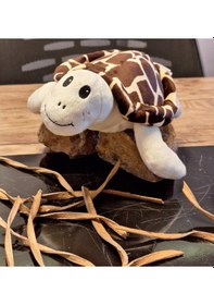 Resim Caretta Caretta Kaplumbağa Küçük Kahverengi 