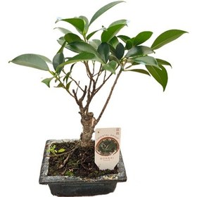Resim Bonsai - Ficus Ø12 Cm Y25-30 Cm 