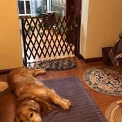 Resim Kayar Kapılı Katlanabilir Dış Mekan Çiti - Sağlam Sedef Ağacı, Pas Dirençli & Modern/Geleneksel/Modern Çiftlik Evi Tarzı - Bahçe, Teras, Balkon için Kolay Manuel Kullanım - Evcil Hayvan Engeli ve Mahremiyet Perdesi Özellikli - Köpekler ve Kediler için Uygun Dayanıklı Ahşap Çit, Bahçe Çiti,Çit,Bahçe Kenarlık Sınırı,Bahçe Kenarlık Sınırı,Bahçe Çiti,Dekoratif Bahçe Çiti,Bahçe Ekranı,Çit Gizlilik Ekranı,Dış Mekan Bahçe Çitleri,Bahçe Çit Sınırı 