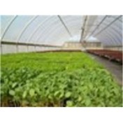 Resim Emek 6 X 6 m 350 Mikron Eva Uv Katkılı 36 Aylık Sera Naylonu Kalın Sera Örtüsü Branda 