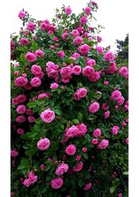 Resim Pembe Isparta Sarmaşık Gül Fidanı 80-100+ Cm 