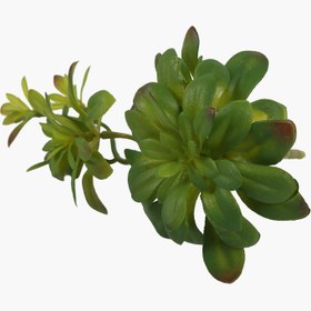 Resim İki Başlı Dudleya Sukulent Dal 30X14X16cm 
