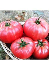 Resim AGRodal Tarım Ata Tohumu Yerli Dilimli Pembe Köy Domatesi 100 Adet Tohum 