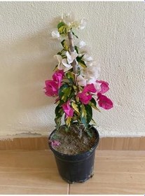 Resim Alaca Yaprak Çift Renk Pembe - Beyaz Begonvil Çiçeği Fidanı 