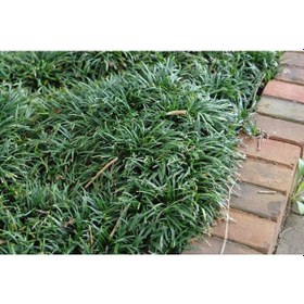 Resim Gölge Çimi 45 Adet - Mezarlık Kabir Bitkisi 