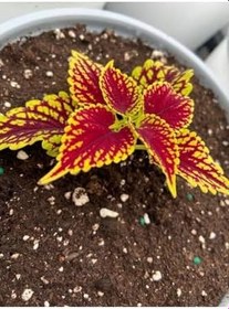 Resim Videolu 9'lu Karışık Mini Yaprak Güzeli Çiçeği 10-15 Cm Tüplü Çiçekli Plectranthus Scutellarioides 