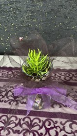 Resim NuNu By Secret Garden Anahtarlı Cam Sukulent - Yeşil 