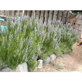 Resim Biberiye Rosmarinus Officinalis 10 Adet 
