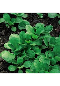Resim Doğal Cornd Salad Marul Tohumu 40 Tohum 