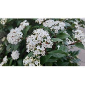Resim Viburnum Tinus - Yaprak Dökmeyen Kartopu 30 Cm 20 Adet 
