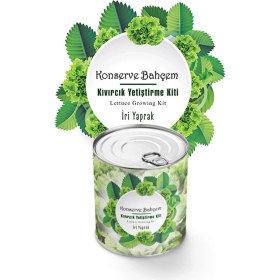 Resim MidasTech Konserve Bahçem Evde Konservede Iri Yapraklı Kıvırcık Yetiştirme Kiti 