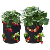 Resim 50 Adet Festival Çilek Fidanı Açık Kök Taze Söküm 