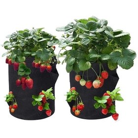 Resim 50 Adet Festival Çilek Fidanı Açık Kök Taze Söküm 