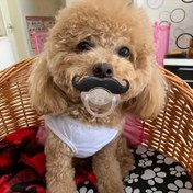 Resim Küçük Cins Köpekler için Bıyıklı Silikon Geometrik Desenli Çiğneme Oyuncak - Dayanıklı, Toksik Olmayan Yatıştırıcı Emzik, Evcil Hayvan Fotoğraf Aksesuarı 